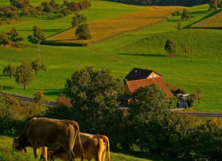 Vacant land with cows purchased by Front Porch Land Group