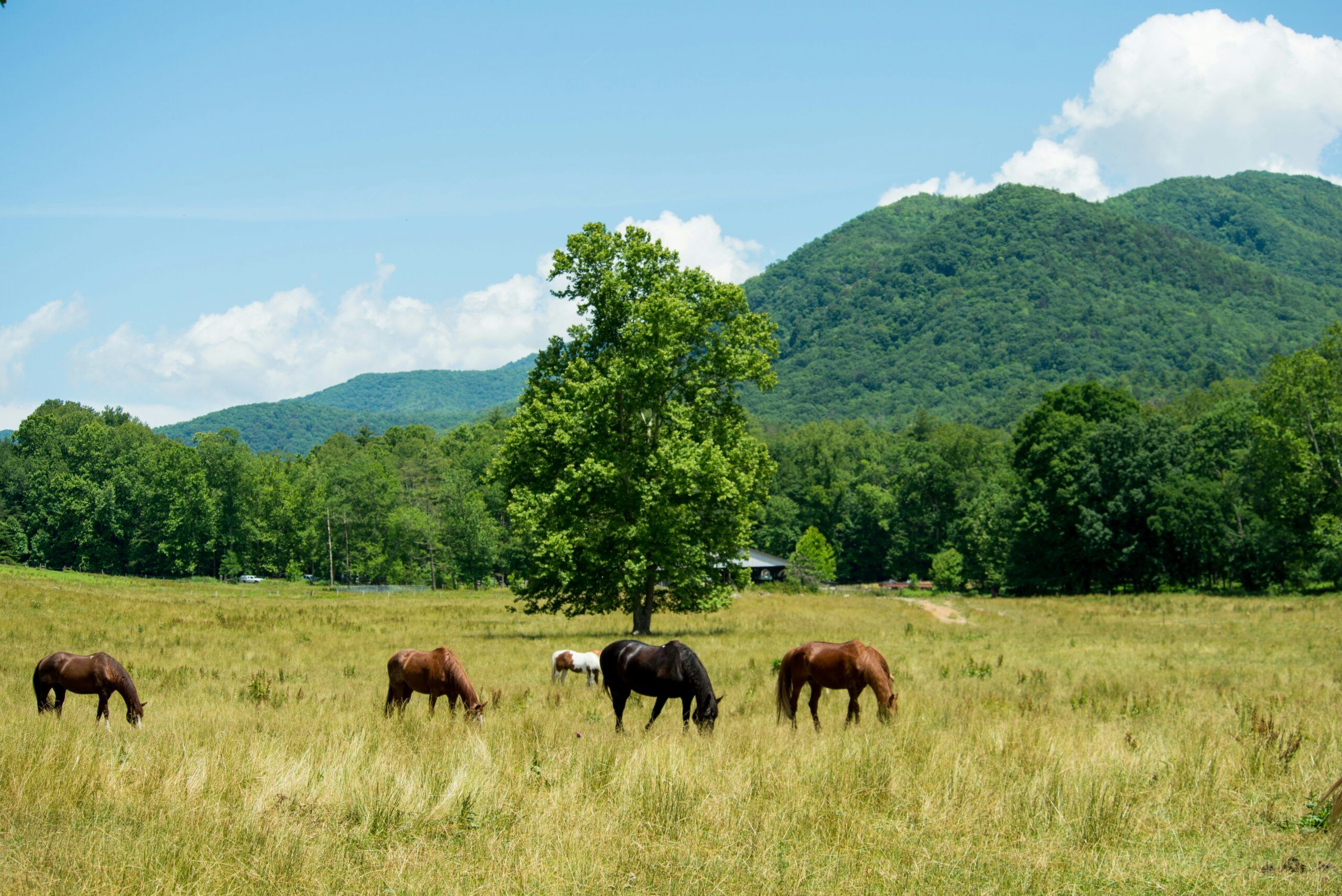 Mountain land for sale in Tennessee